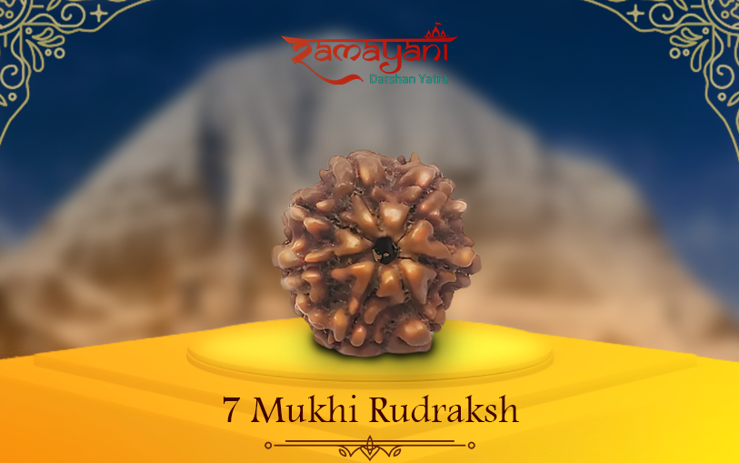Seven Mukhi Rudraksha